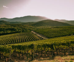 ENOABE | ΚΤΗΜΑ ΚΥΡ ΓΙΑΝΝΗ, ΝΑΟΥΣΑ