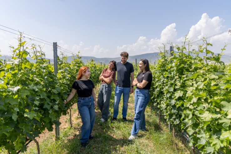 ΑΜΠΕΛΩΝΕΣ ΑΜΟIΝΟΣ